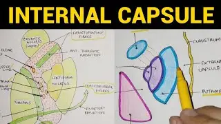 Internal Capsule - 1 | Parts & Relations