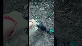 КАПЕЛЬНЫЙ ПОЛИВ на Поле для Томатов