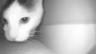 Кот 1
