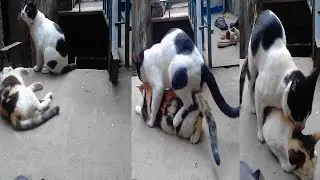 অভাক ক্যান্ড বিড়ালের নতুন আইটেমে ভালোবাসা দেখে চমকে যাবেন | Cat Mating
