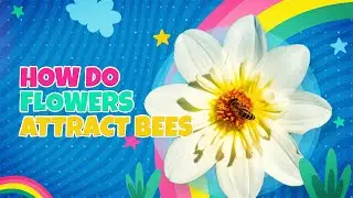 How Do Flowers Attract Bees?