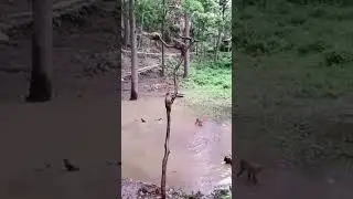 monkey jump in water