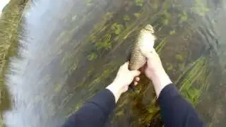 Голавль и компания