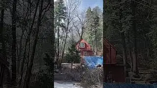 big ass oak tree goes crash #stihl #treefelling #chainsaw #treeing #timber #tree #husqvarna #nature