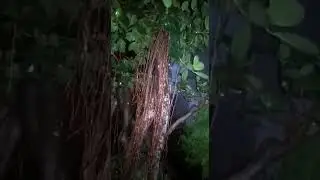Bonsai seperti sudah berumur ribuan tahun