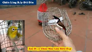 Bất Ngờ Cậu Bé Tặng Lồng B.ẫy Khuyên Và Đi Xin Chào Mào Lân Đẹp Gìa Rừng // Chiến Ơi