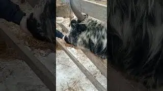 як на оленеферме#яки#shortsvideo