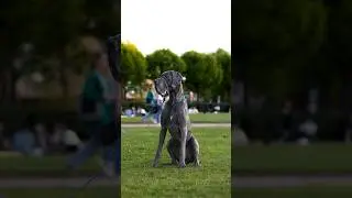 Немецкий дог по кличке Нил 🔥