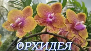 №771/ СВЕЖАЯ поставка ОРХИДЕЙ в маг. ОРХИДЕЯ .