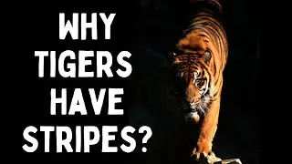 Why Tigers Have Stripes? | Incredible Nature's Secrets