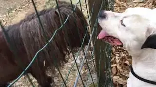 Dog's love