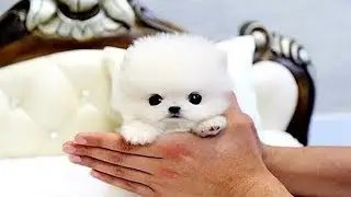 Cute is Not Enough - Funny Cats and Dogs Compilation #278