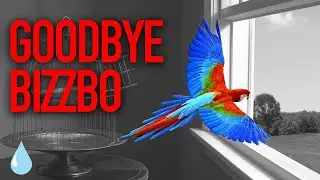 Bizzbo the Birdy Speedpaint TRIBUTE!!!