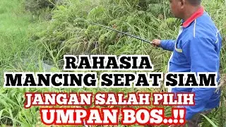 Umpan Mancing Ikan Sepat Siam Susah Makan Terbaru