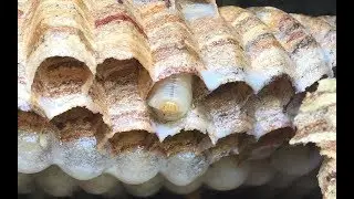 Hornets larvae,  large nest hornets, Hornet in Europe