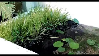Create a Rice Field in Styrofoam Guppy Fish Tank