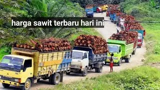 Harga sawit kembali menurun#hargasawiy