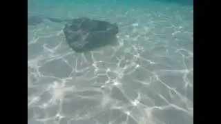 Southern Stingray - Cayman Islands