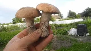 Как вырастить ПОДОСИНОВИКИ НА СВОЕМ УЧАСТКЕ!