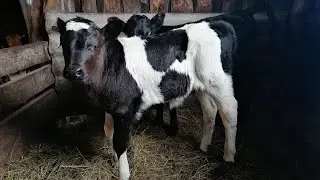 Отелилась вторая корова