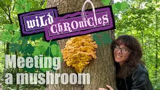 Chicken of the Woods Mushroom.
