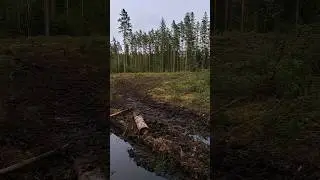 Новая вырубка леса,есть находки