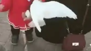 Смотреть всем маша Аллох