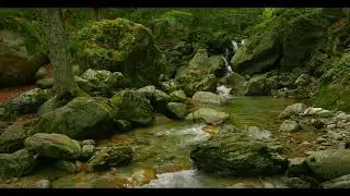 lofi and chill - flowing river with birds - relax