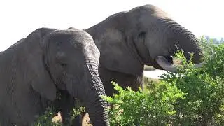 Incredible morning with elephants - Imire