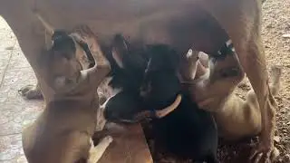 Mom breeding her son.