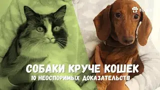 🐈 Собаки круче кошек 👍 10 неоспоримых доказательств 🐕