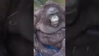 monke Felled