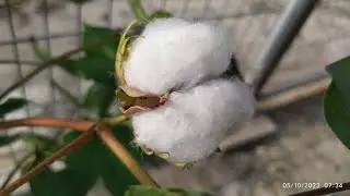 Growing cotton plant in a fabric bag. #cotton #cottonplant