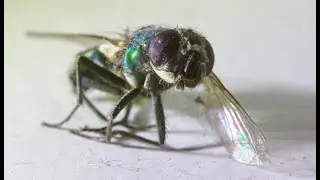 Everyday Objects in Macro