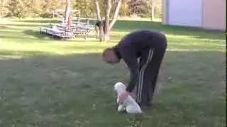 Buff the Poodle volume II