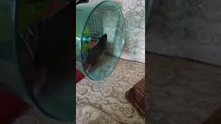 Мушля, разминка))