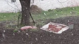 Апрельская аномалия