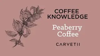 What is a Peaberry?
