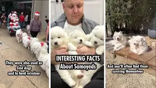Interesting facts about Samoyeds