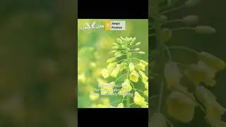 Cole flowers bloom in Jiangxi, E China | China in Lens