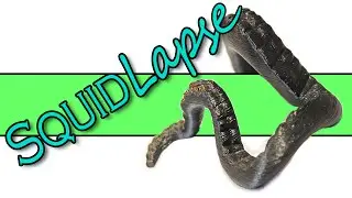 Squidlapse