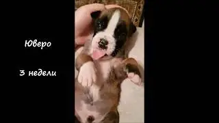 НВХ Юверо 3 недели