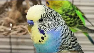happy budgie sounds