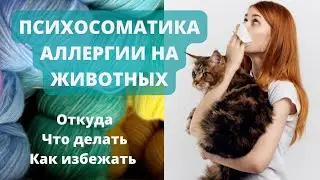 Аллергия на кошек | Аллергия на шерсть | Аллергия на животных