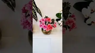 Азалия в #сфагнумфускум #sphagnum_eco #plants #flower #азалия #azaleas #azalea #houseplants #myplant