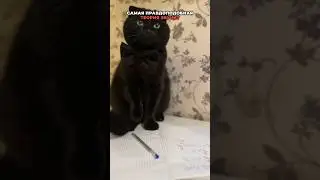 4 ФАКТА О КОШАЧИХ УШАХ😻О КОТОРЫХ ТЫ НЕ ЗНАЛ!