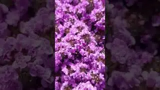 Тимьян ползучий в букетике   #тимьян #чабрец #садовыйбукет #дизайнсада