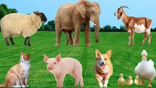 Animal Sounds - Goat, Pig, Elephant, Duck, Cat, Sheep - Animal Adventure
