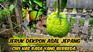 jeruk dekpon asal jepang punya rasa yang berbeda