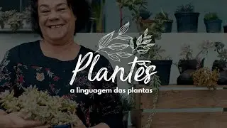 Plantês, a linguagem das plantas Original - Minhas Plantas